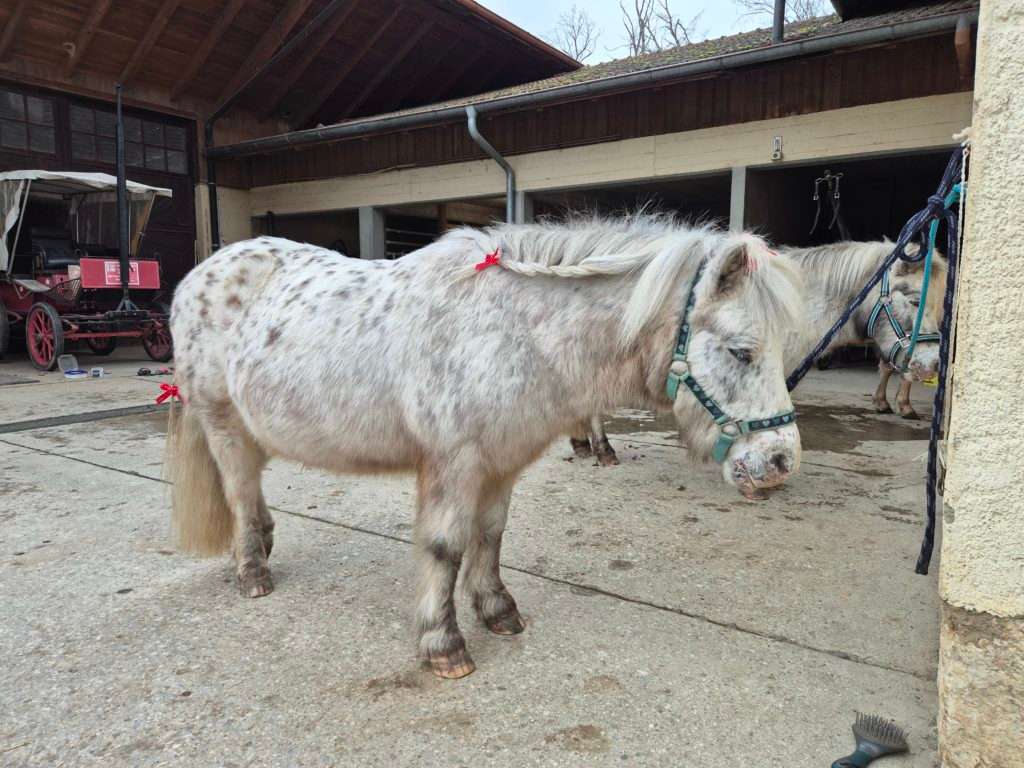 Activités de Noël 2025