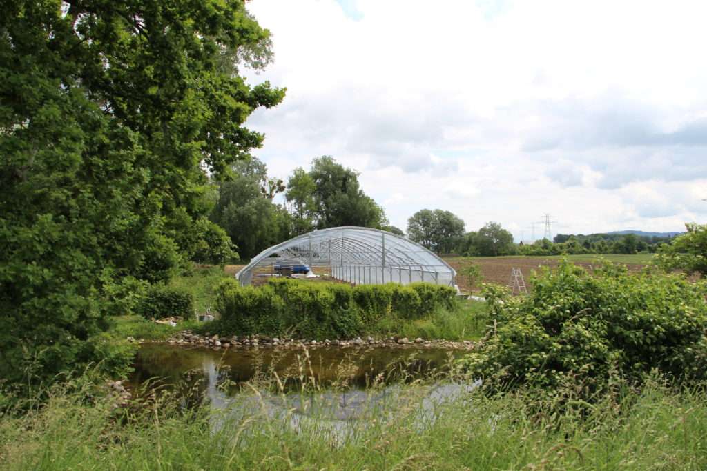 Notre nouveau tunnel pour le secteur maraîchage
